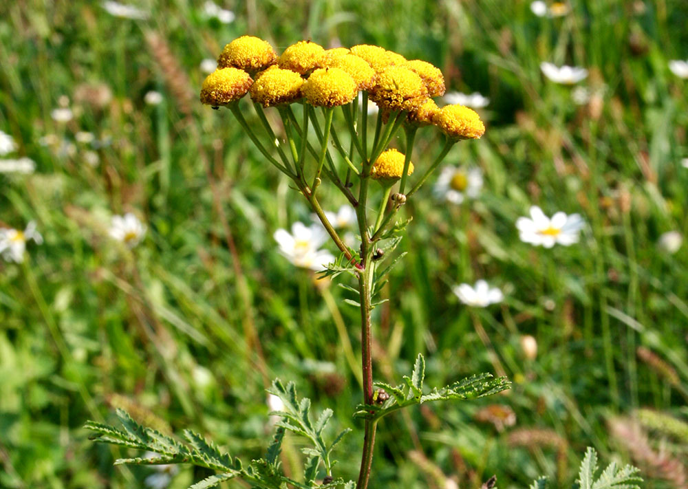 Tanacetum vulgare (Enrico Blasutto - wikipedia)